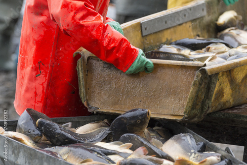 Fischzug, Teichwirtschaft photo