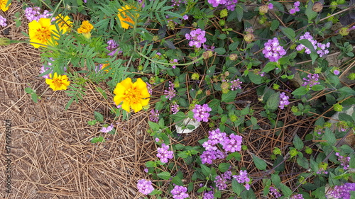 Flores
