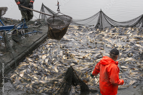 Fischzug, Teichwirtschaft