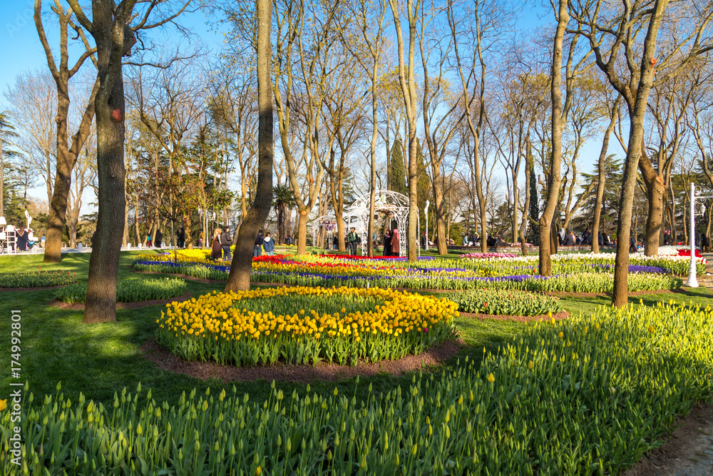 Tulip Gardens in Emirgan Parc