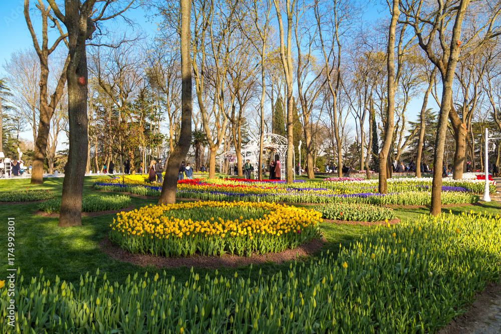 Tulip Gardens in Emirgan Parc Tulip Gardens in Emirgan Parc