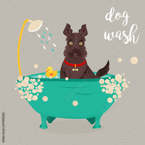 Fototapeta Naklejka Na Ścianę i Meble -  Illustration of a dog taking a shower. Can be used for advertising of dog service
