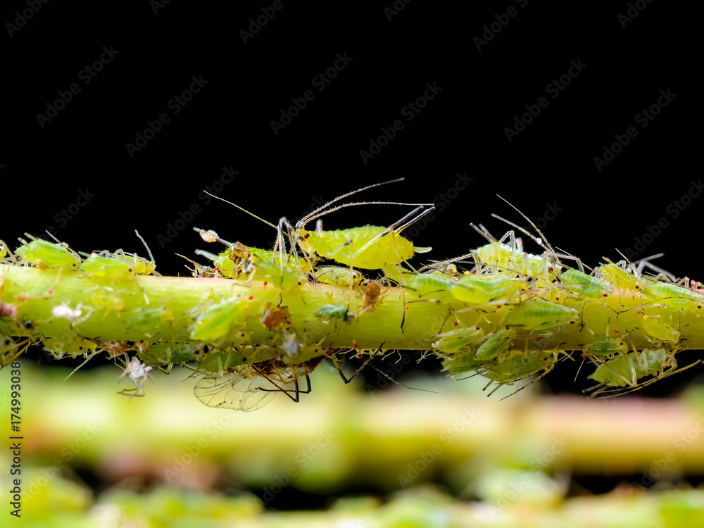 Naklejka premium Aphid Colony on Green Twig on Dark Background