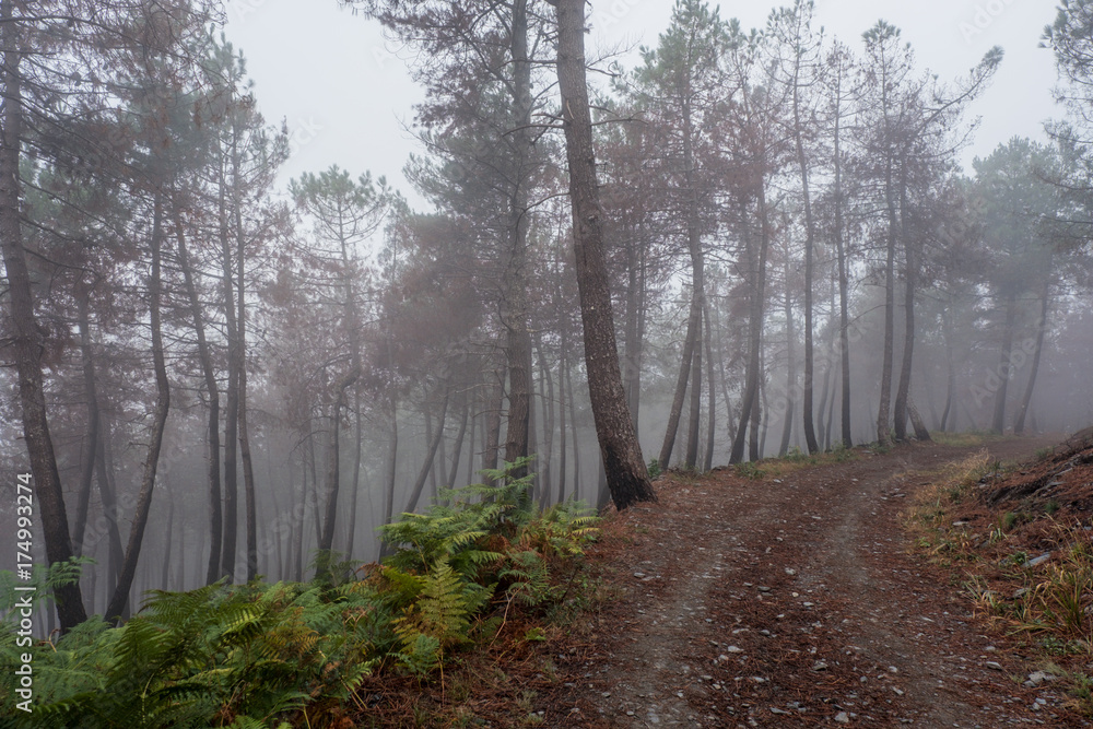 Obraz premium A misty, foggy day on the oldest Camino de Santiago in Spain the 