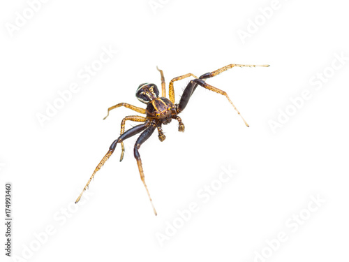 Crab Spider Arachnid Insect Isolated on White © nechaevkon