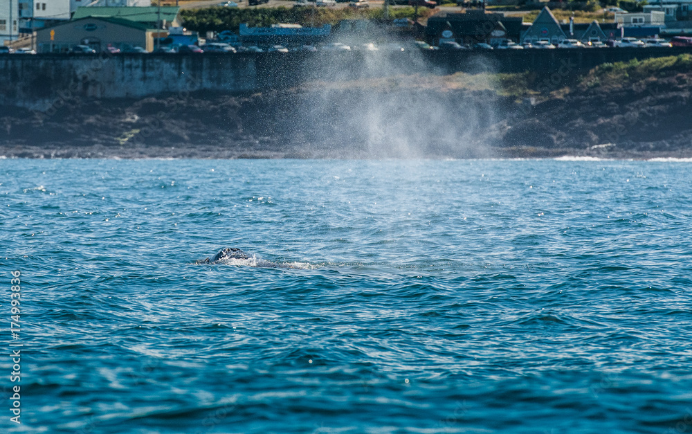 Obraz premium Blow Hole of Gray Whale in Depoe Bay
