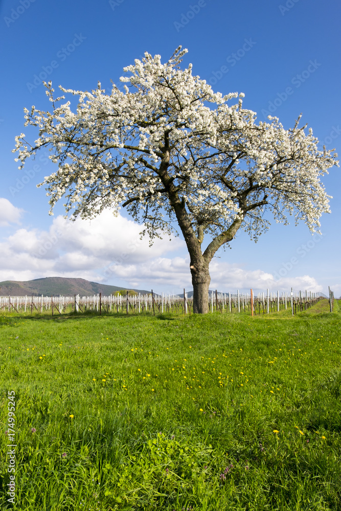 Kirschbaumblüte Kirschbaumblüte