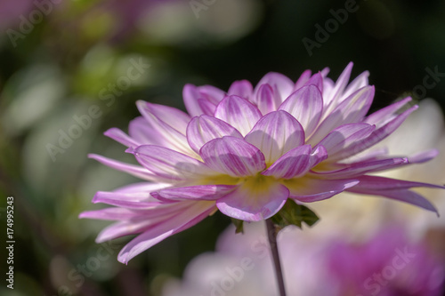 Fototapeta Naklejka Na Ścianę i Meble -  Dahlien (Dahlia)