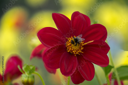 Fototapeta Naklejka Na Ścianę i Meble -  Dahlie (Dahlia)