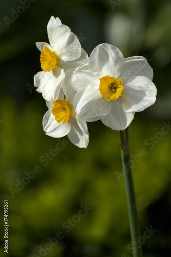 Fototapeta Naklejka Na Ścianę i Meble -  Weiße Narzisse (Narcissus poeticus)