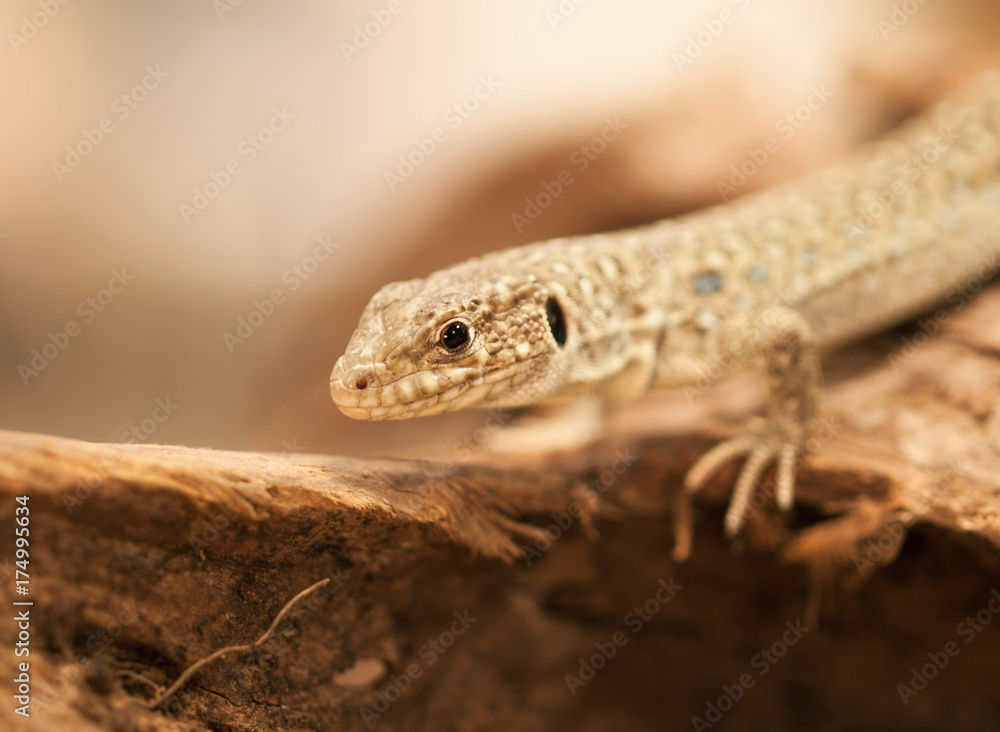 Portrait of european ocellated lizard - Lacerta lepida Portrait of european ocellated lizard - Lacerta lepida