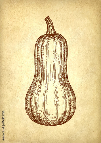 Ink sketch of butternut squash