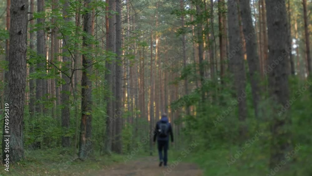 Man walking through a autumn forest, rear view. Man walking through a autumn forest, rear view.