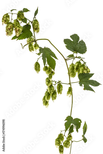 Cones and leaves of hops, lat. Humulus, isolated on white background
