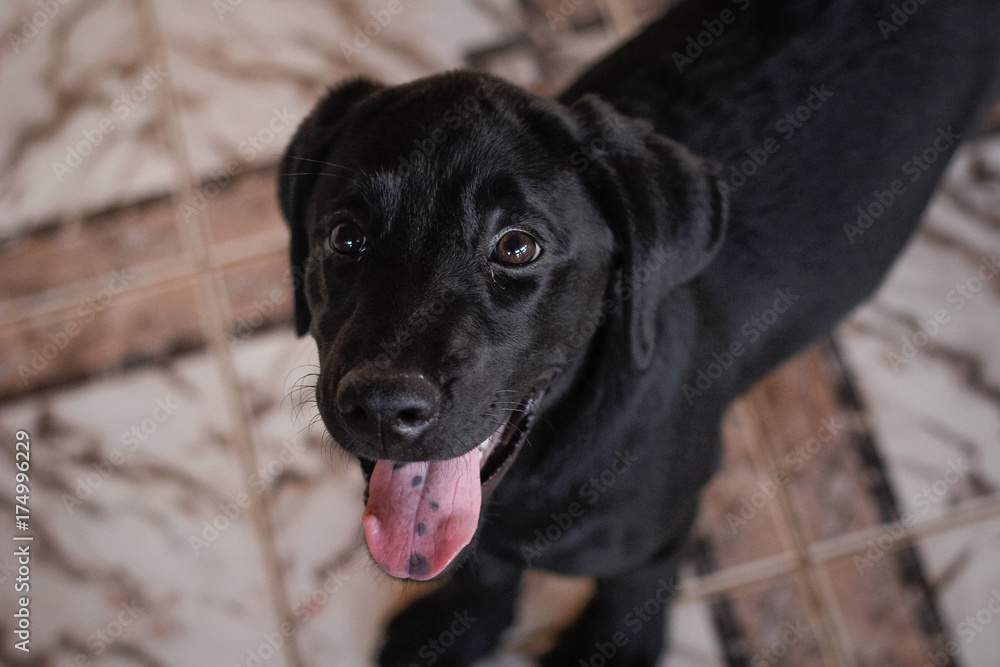 Cachorro labrador preto com olhar e sede com a lingua para fora