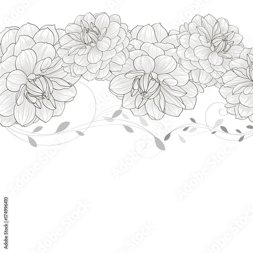 Monochrome floral background with flower dahlia.