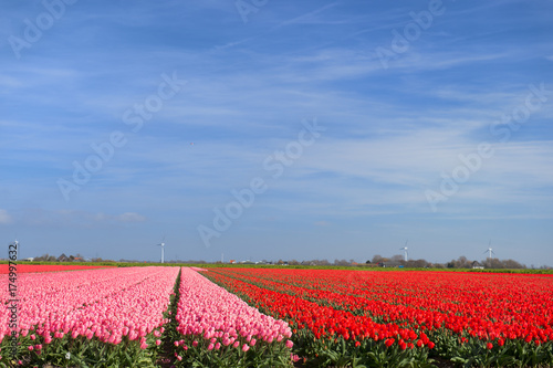 Wallpaper Mural Field red tulips Torontodigital.ca