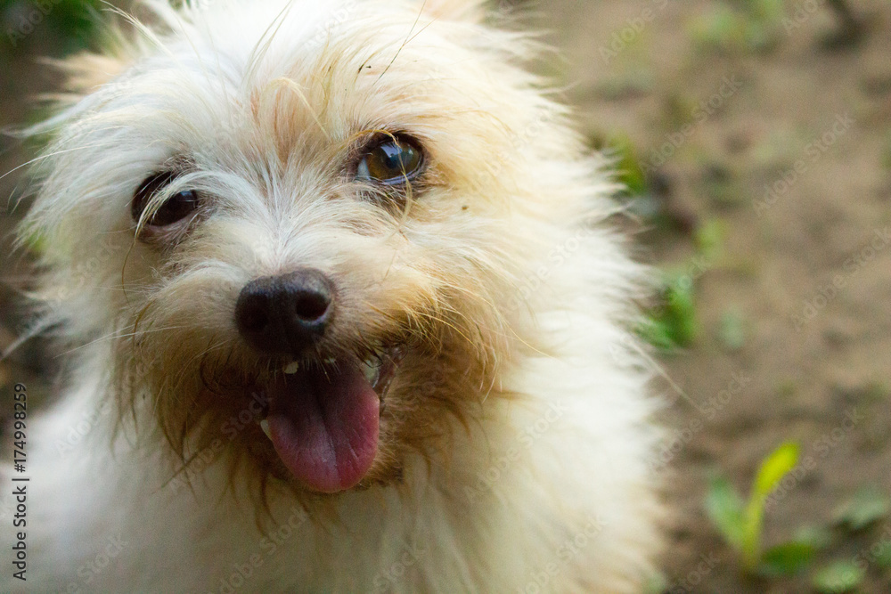 White Dog White Dog