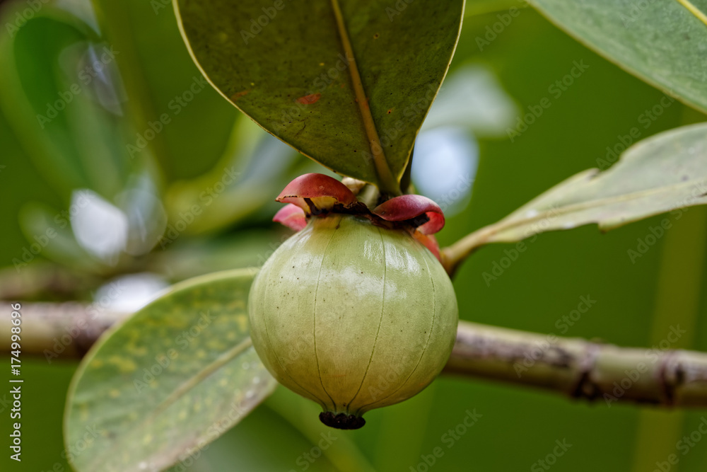 le fruit rond en train de mûrir, le magoustan, Guyane française Stock ...