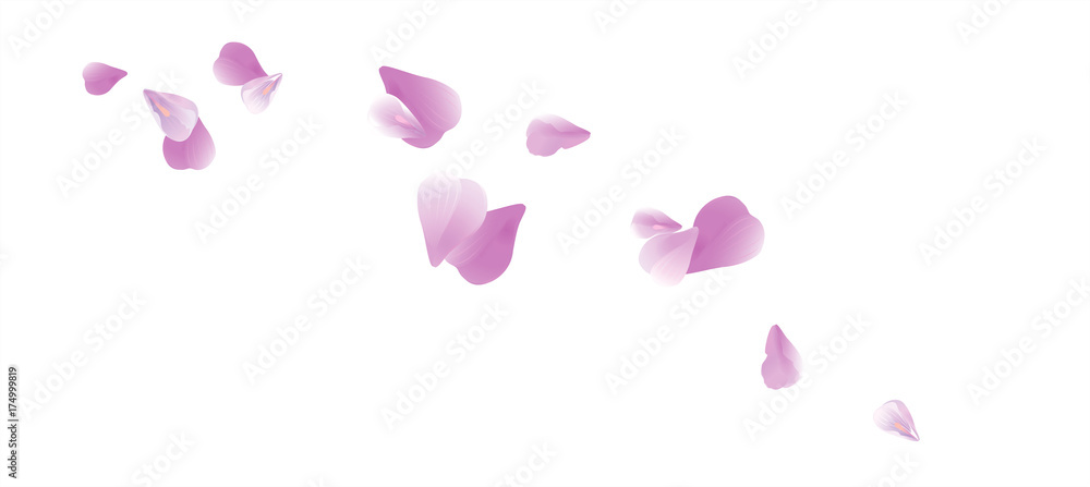 Purple Violet flying petals isolated on White background. Sakura Roses petals. Vector Purple Violet flying petals isolated on White background. Sakura Roses petals. Vector