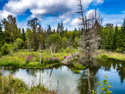 Two colored lake in the forest with a beaver lodge photo