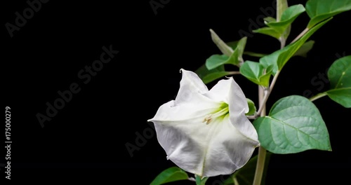 Blooming of datura flower, dope, stramonium, thorn-apple, jimsonweed. 4K timelapse video
