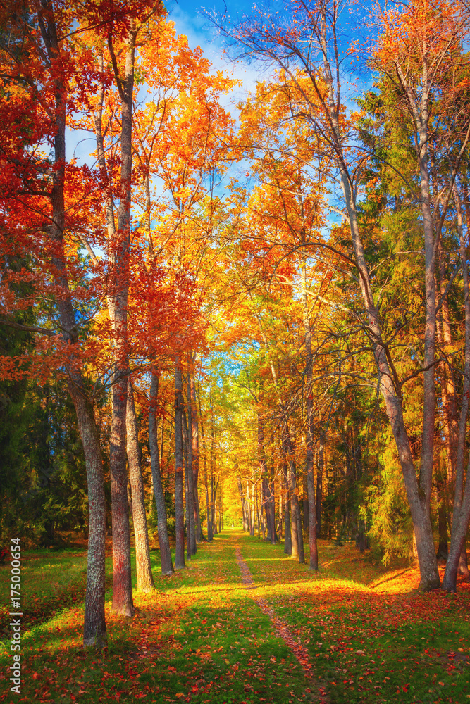 Fototapeta premium Autumn landscape