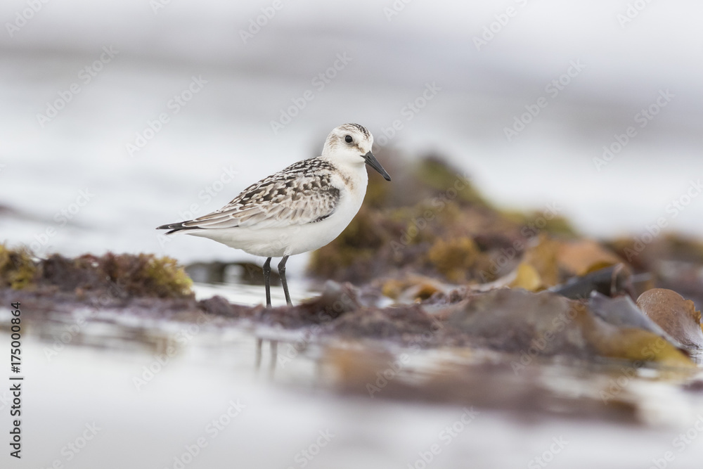 Obraz premium Sanderling in autumn 