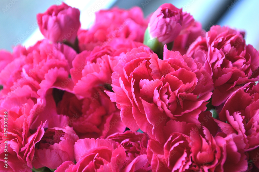 Bright Pink Carnations