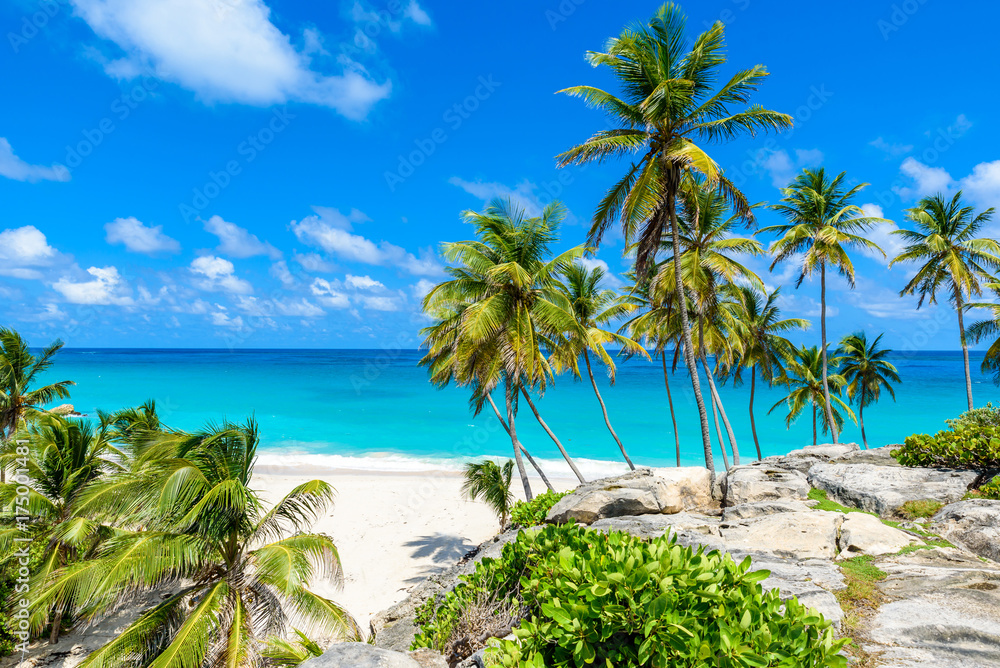 Fototapeta premium Bottom Bay, Barbados - Paradise beach on the Caribbean island of Barbados. Tropical coast with palms hanging over turquoise sea. Panoramic photo of beautiful landscape.