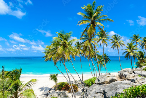 Bottom Bay  Barbados - Paradise beach on the Caribbean island of Barbados. Tropical coast with palms hanging over turquoise sea. Panoramic photo of beautiful landscape.