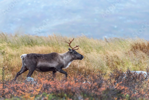 Fototapeta Naklejka Na Ścianę i Meble -  Brown reindeer