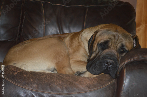 Male English mastiff laying down  photo