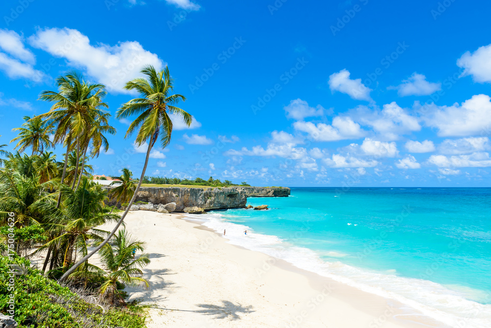 Naklejka premium Bottom Bay, Barbados - Rajska plaża na karaibskiej wyspie Barbados. Tropikalne wybrzeże z palmami wiszące nad turkusowe morze. Panoramiczne zdjęcie pięknego krajobrazu.