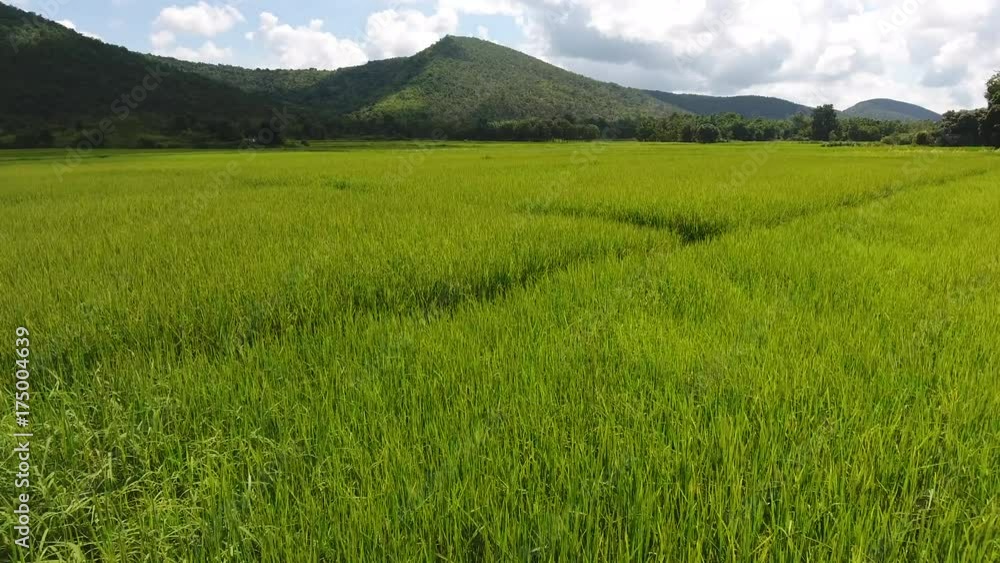 Rice fields in Thailand. Rice fields in Thailand.