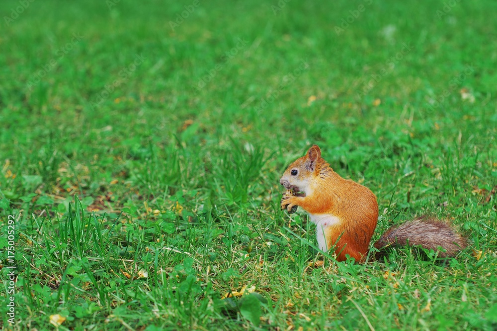 Portrait of a cute little red squirrel with a nut sitting on grass in the forest. Portrait of a cute little red squirrel with a nut sitting on grass in the forest.