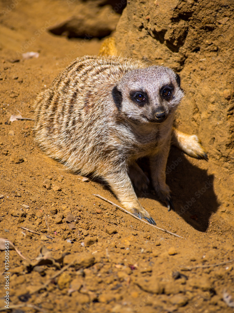 Obraz premium Meerkat in Orange Dirt