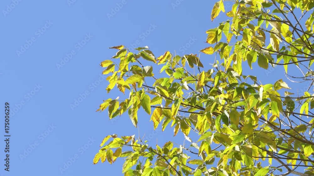 Green Leaves on a Branch Tree branch with green leaves against the blue sky Green Leaves on a Branch Tree branch with green leaves against the blue sky