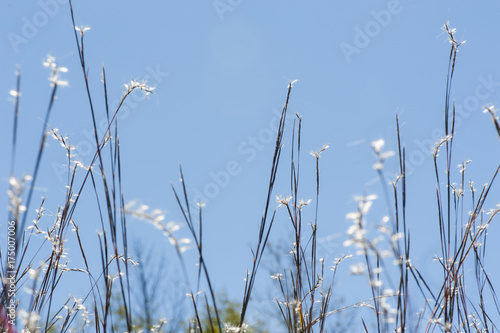 Little Bluestem Grass