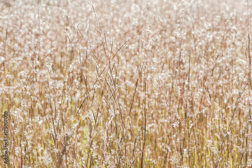 Little Bluestem Grass photo