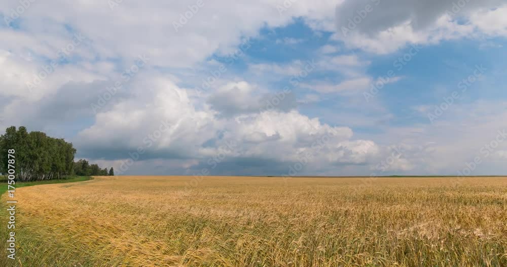 Time laps landscape of wheat field at harvest. Time laps landscape of wheat field at harvest.