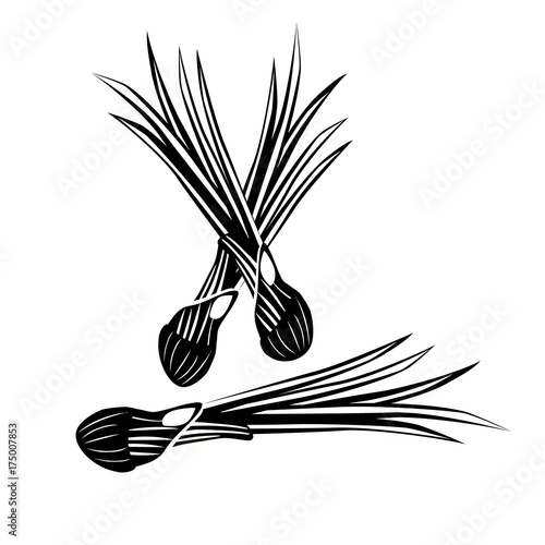 Onion flat icon. Onion isolated on white background. Vector illustration. Logo green onions