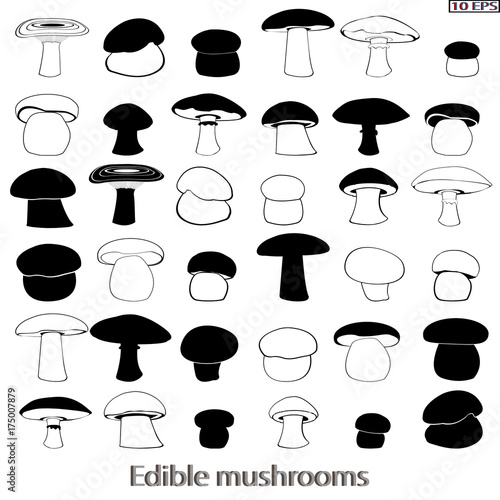 Mushrooms icon. Set edible mushrooms. Edible fungus. Vector illustration to culinary sites or cookbook, vegetarian menu, kitchen interior design.