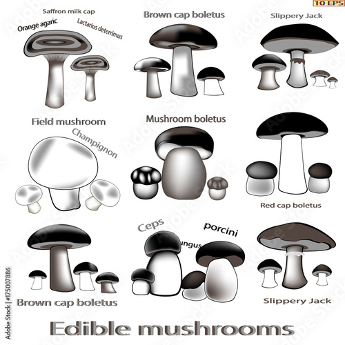 Mushrooms icon. Set edible mushrooms. Edible fungus. Vector illustration to culinary sites or cookbook, vegetarian menu, kitchen interior design.
