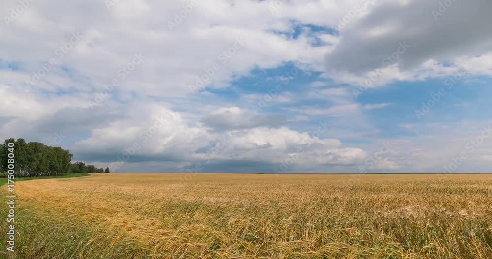 Time laps landscape of wheat field at harvest. Time laps landscape of wheat field at harvest.