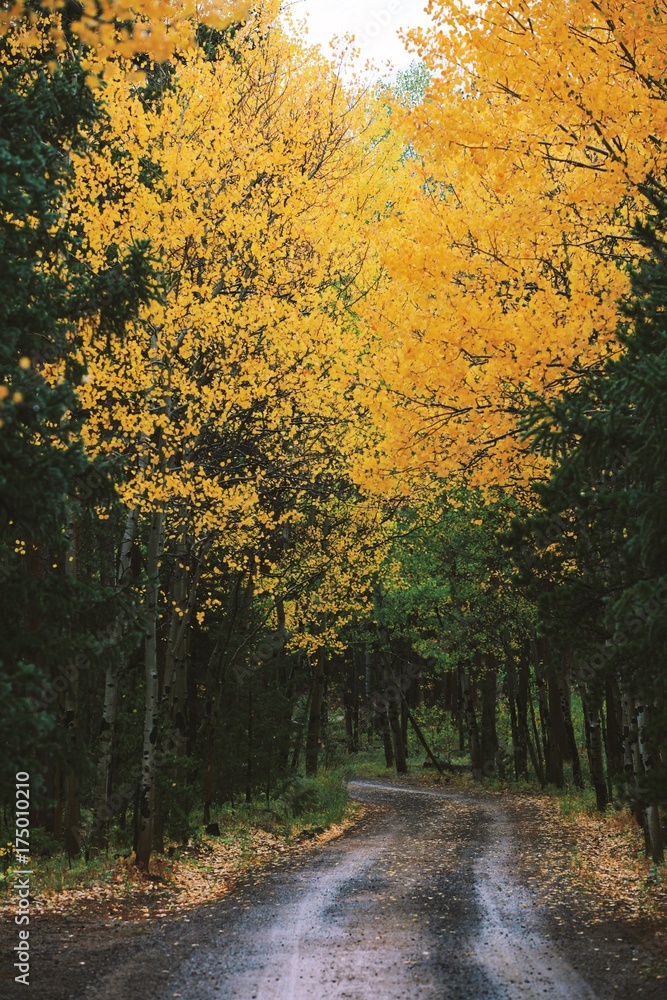 Fall Foliage in Colorado