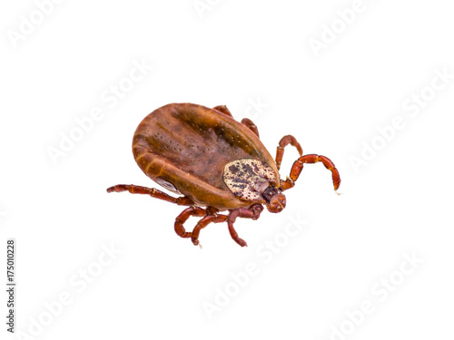 Encephalitis or Lyme Virus Infected Tick Arachnid Insect Isolated on White