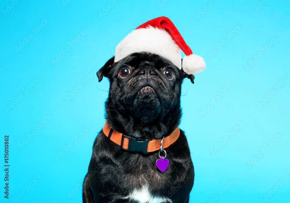 Black pug wearing Santa hat on a blue background