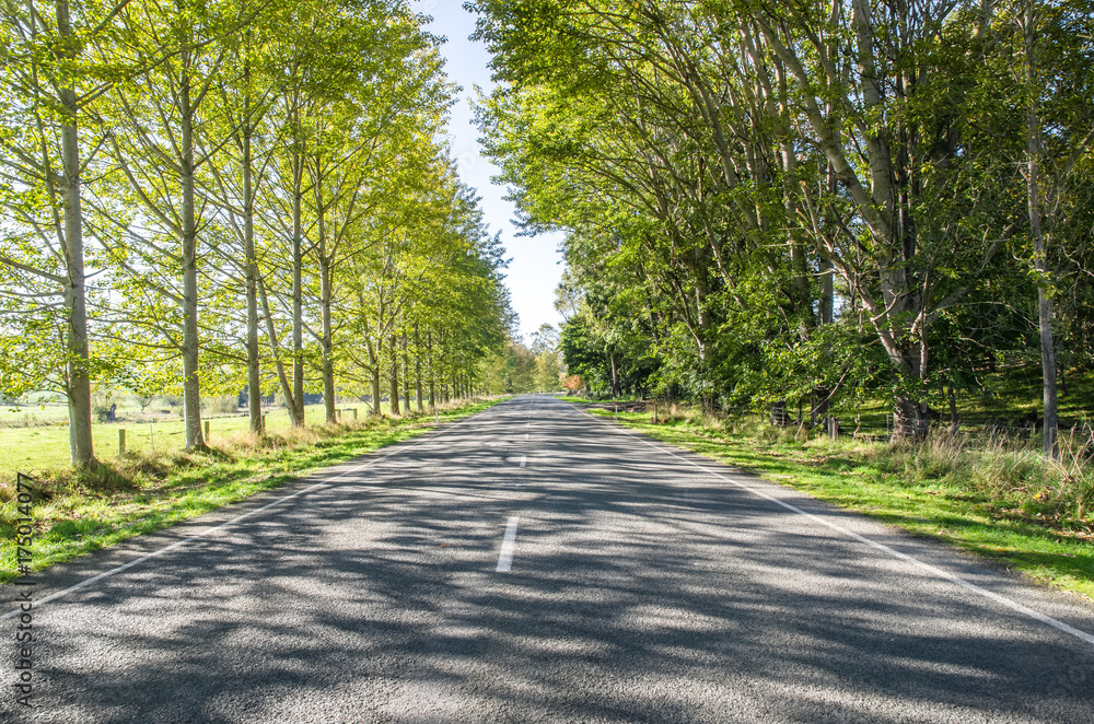 Rows of trees along the road in sunlight Rows of trees along the road in sunlight