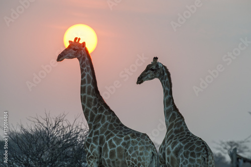 Etosha National Park Namibia  Africa  giraffe at sunset.